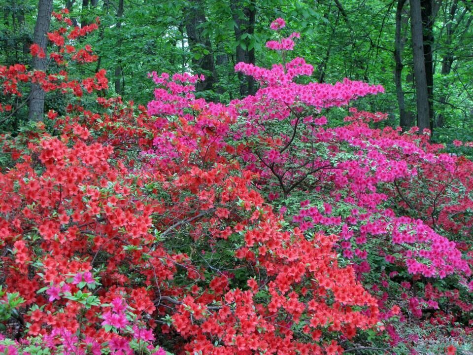 #21. Azalea and rhododendron